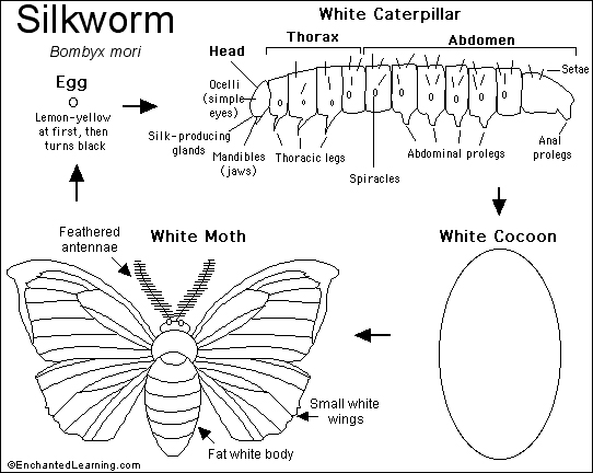 Silkworm.jpg